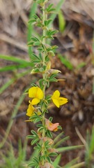 Crotalaria eremicola