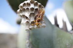 Polistes major
