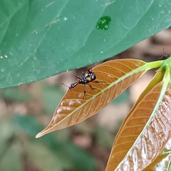 Centrocorynus biguttatus