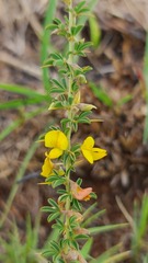 Crotalaria eremicola