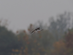 Lanius sphenocercus