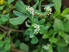 Heliotropium curassavicum