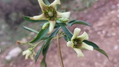 Stomatostemma monteiroae