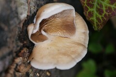 Crepidotus mollis