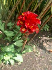 Costaceae