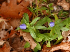 Gentiana saponaria