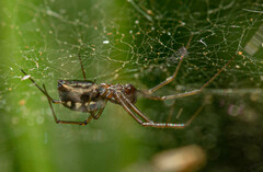 Microlinyphia sterilis