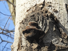 Phellinus tremulae