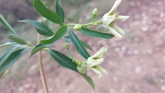 Stomatostemma monteiroae