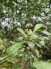 Searsia laevigata
