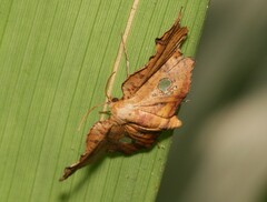 Thyrididae