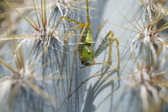 Peucetia viridans