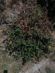 Viguiera pazensis