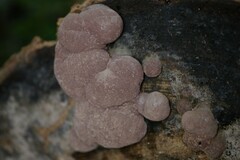 Hypoxylon fragiforme