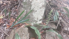 Albuca