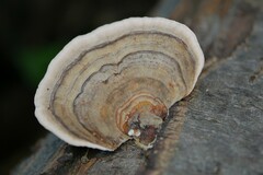 Trametes versicolor