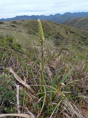 Gomphichis