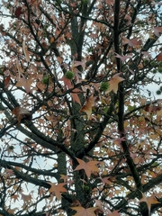 Liquidambar styraciflua