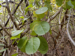 Celastrus orbiculatus