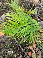 Arecoideae