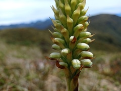 Gomphichis