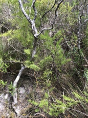 Asparagus aethiopicus