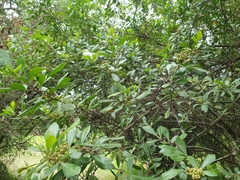 Searsia laevigata