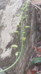 Albuca