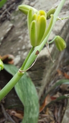 Albuca