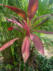 Cordyline fruticosa