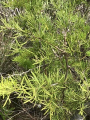 Asparagus aethiopicus