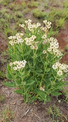 Pachycarpus schinzianus