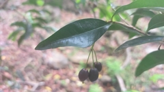 Peddiea africana
