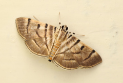 Dichocrocis definita