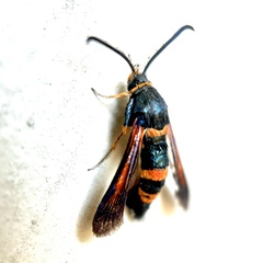 Synanthedon sapygaeformis