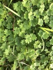 Geranium pusillum