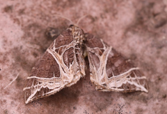 Ecliptopera rectilinea