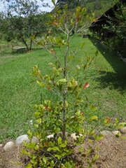 Synsepalum dulcificum