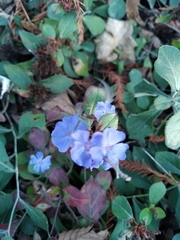 Ceratostigma plumbaginoides