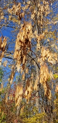 Fraxinus pennsylvanica