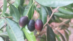 Peddiea africana