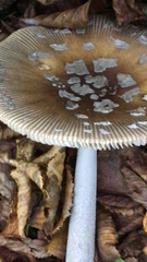 Amanita vaginata