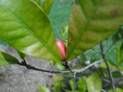Synsepalum dulcificum