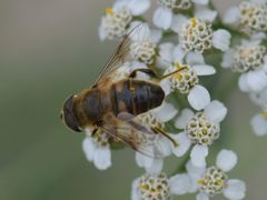 Eristalis tenax