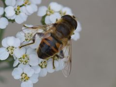 Eristalis tenax