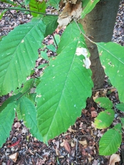 Castanea sativa
