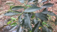 Peddiea africana