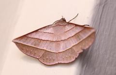 Sarcinodes aequilinearia