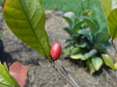 Synsepalum dulcificum