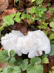 Hygrophorus eburneus